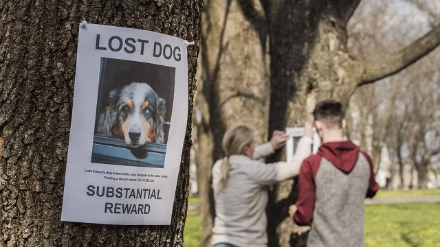 How to Find a Lost Dog: 10 Tips to Bring Your Missing Dog Fast
